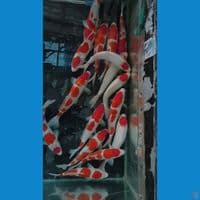 sepesial Kohaku 27-33 cm 15 pcs