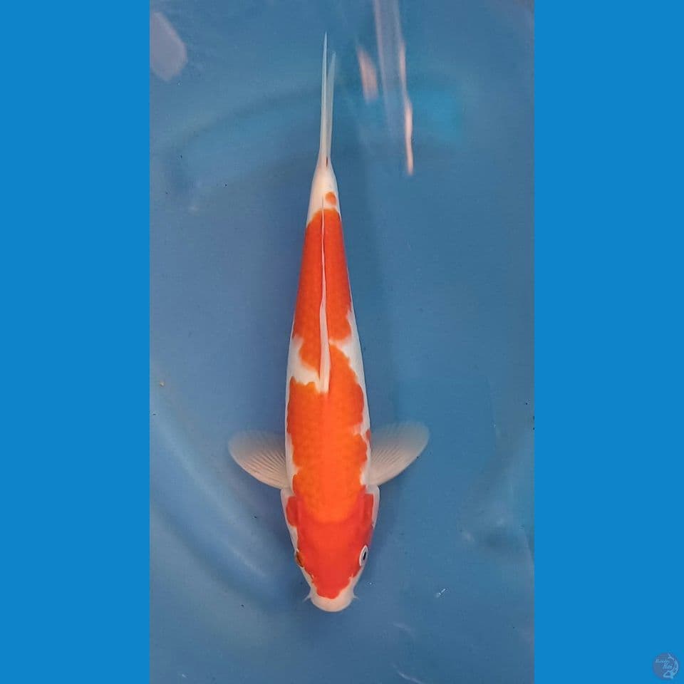 kohaku beni merah shiroji putih