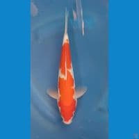 kohaku beni merah shiroji putih