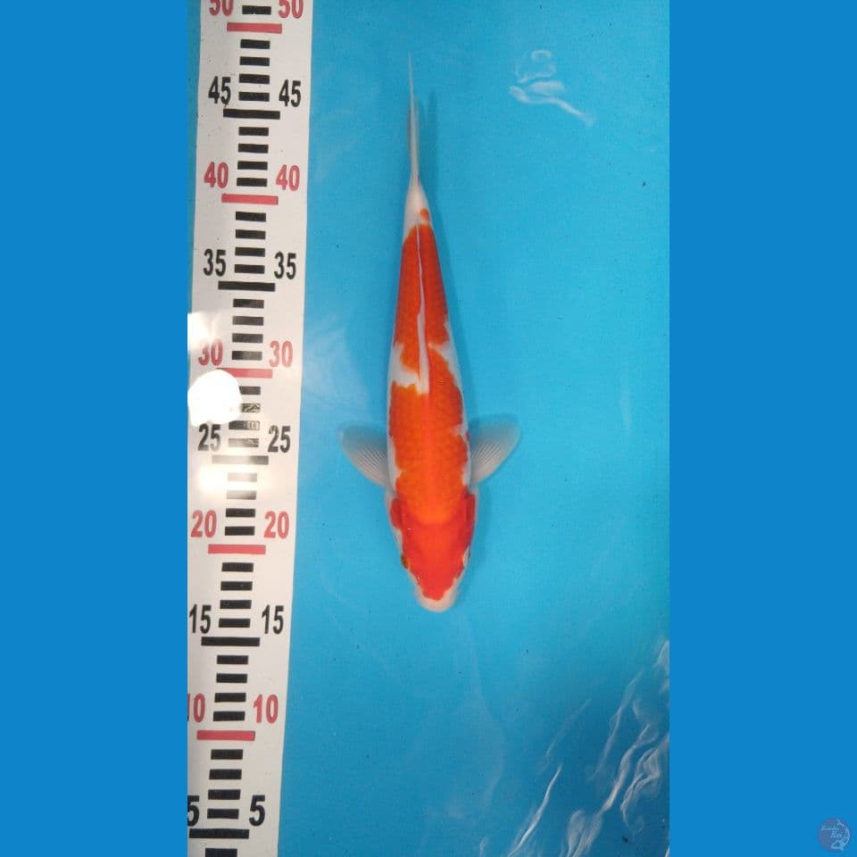 kohaku beni merah shiroji putih