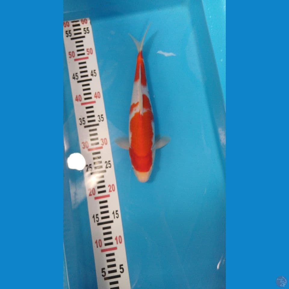 kohaku beni merah shiroji pitih