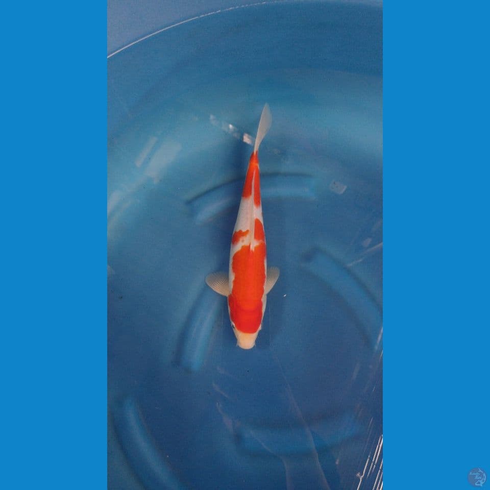 kohaku beni merah shiroji pitih
