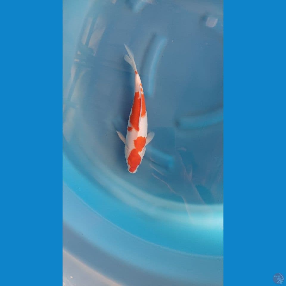 kohaku beni merah siroji putih