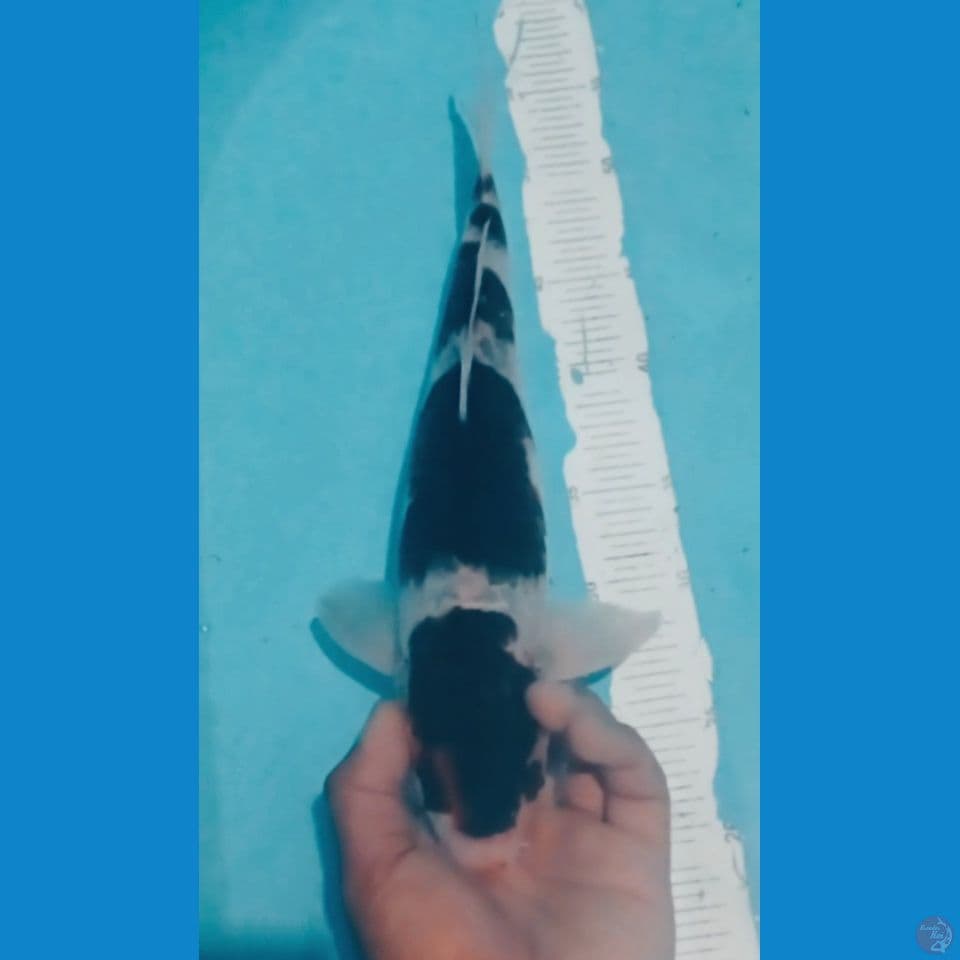 BUDO GORO 36CM