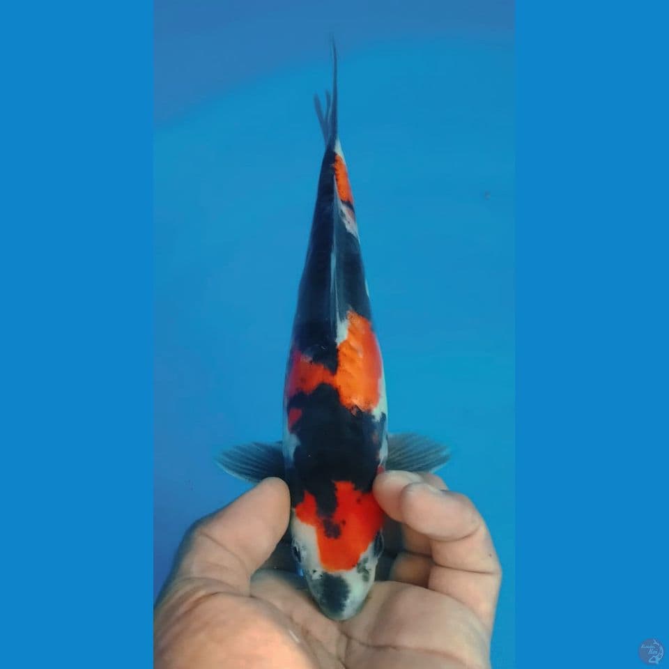 SHOWA DOITSU 24CM