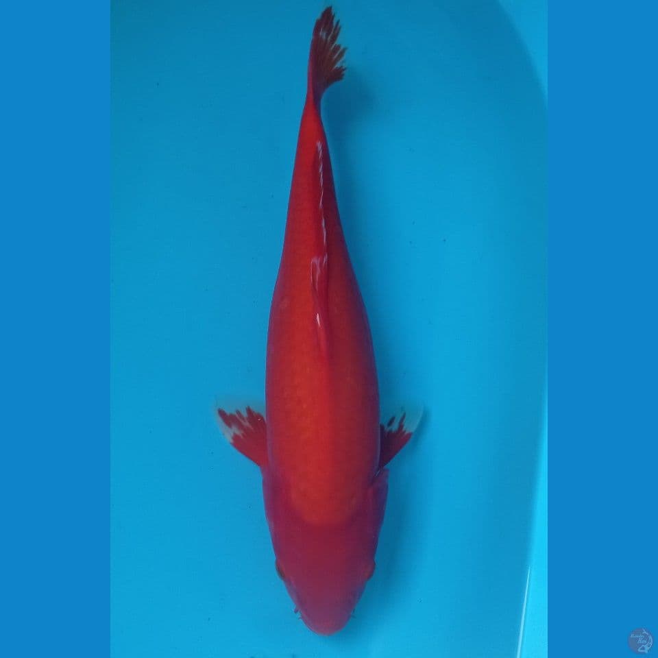 HAJIRO 43CM