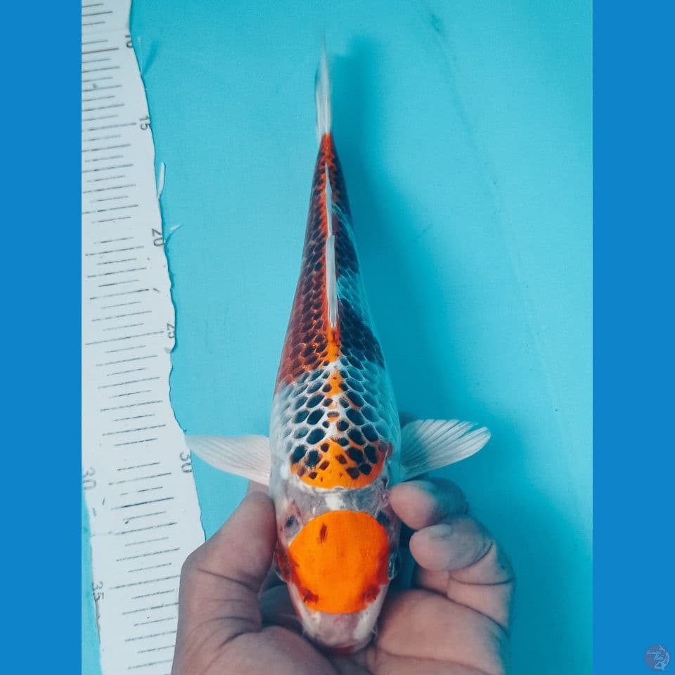 KUJAKU 28CM