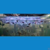 clown fish/nemo air laut