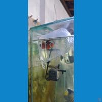 ikan nemo/clown fish air laut