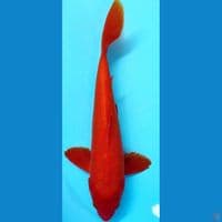 Benigoi red strong 