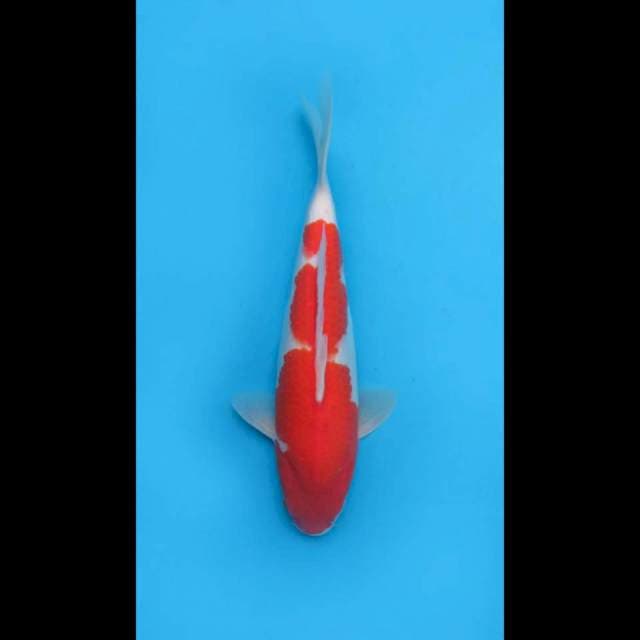 40m Fml , Kohaku Omoyo 