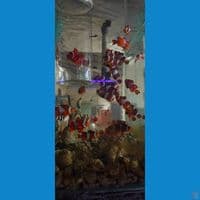 ikan hias nemo air laut (per ekor) 