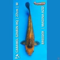 Caramel Ginrin 27cm HQ Madina Aziz