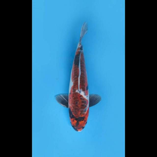 32cm Male , Showa Koromo Doitsu 