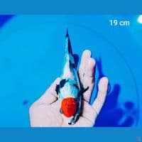 tancho showa doit 19 cm