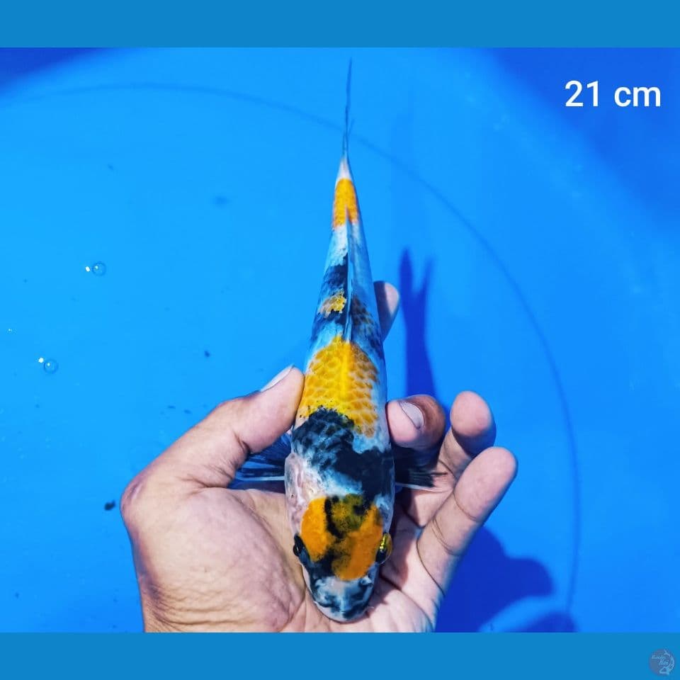 ki showa 21 cm