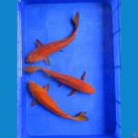 Chagoi Tembaga 30, 31, 32 Cm