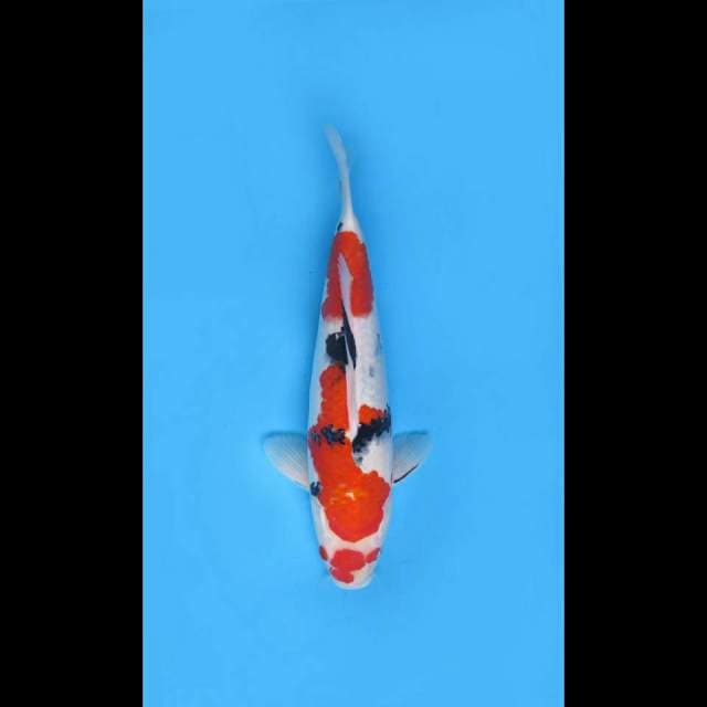 40cm Male - Maruten Taisho Sanke 