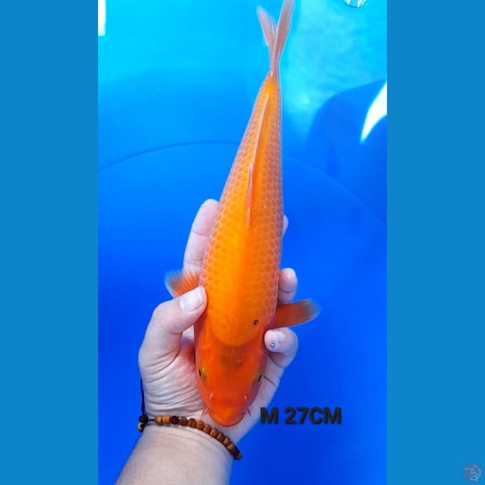 27CM RED KARASI