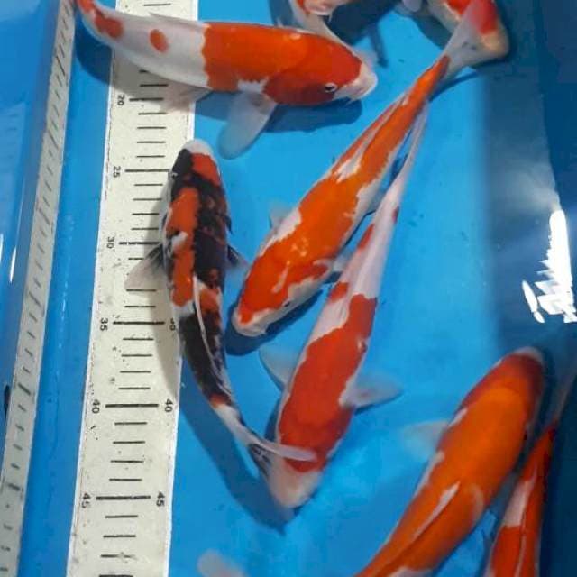 MIX KOI SIZE 20 SAMPAI 25 CM