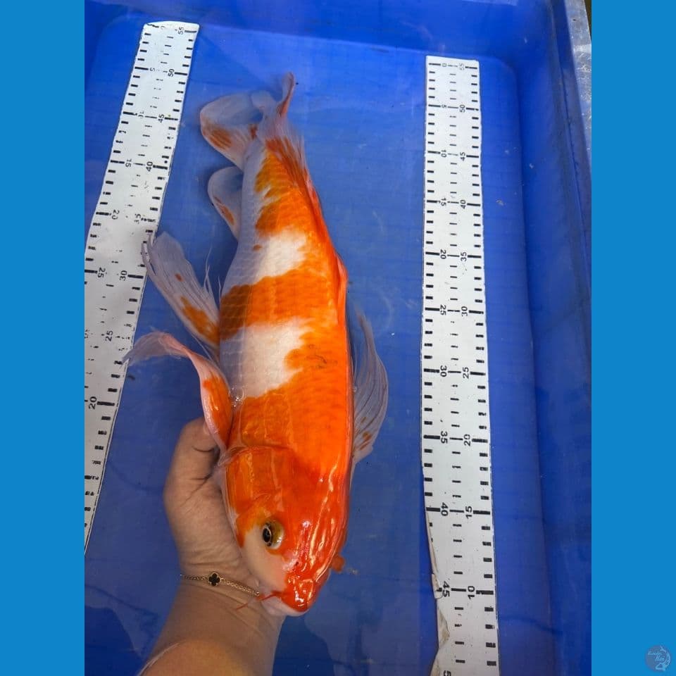 v3 kohaku kumpay