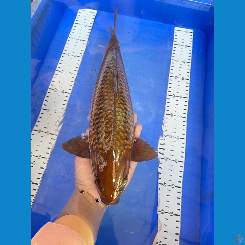 v3 jantan punuk 40
