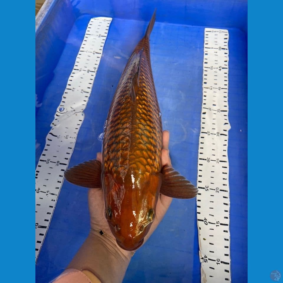 v3 male 42 punuk