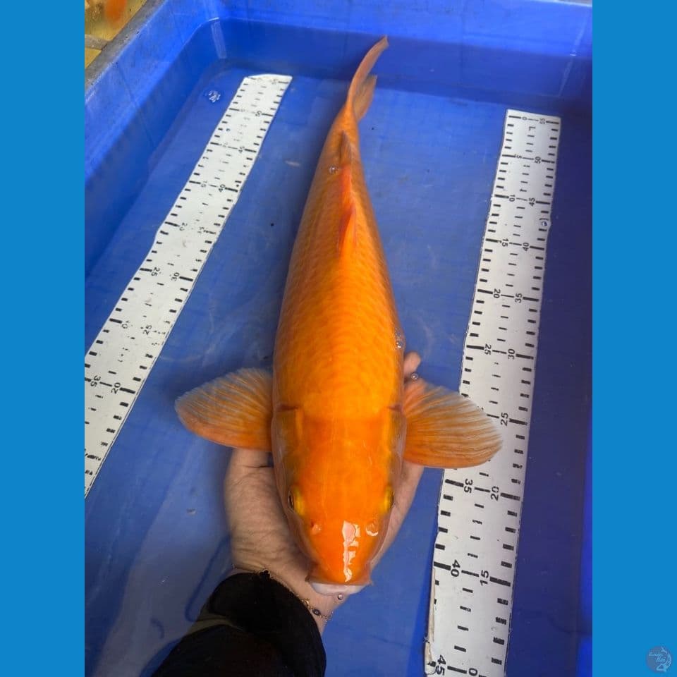ak5 karashi male 47