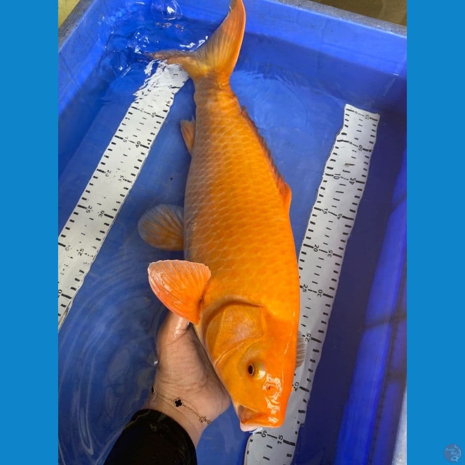 ak5 karashi male 47