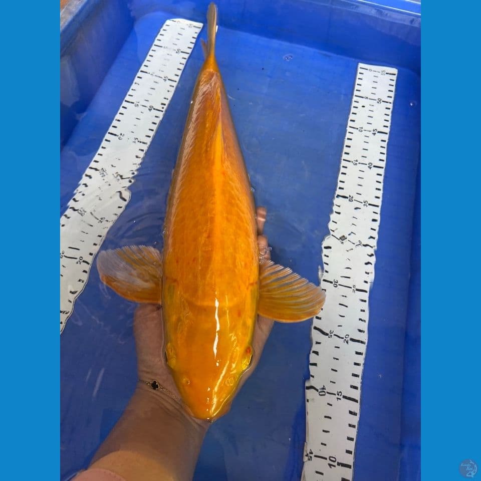 v3 male 41