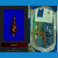 Utsuri Hikari SQ 