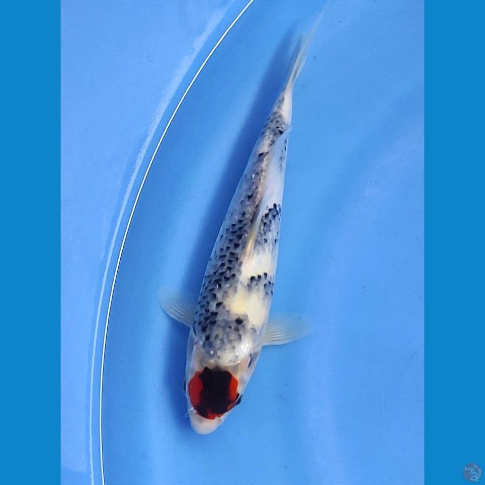 tategoi 25cm