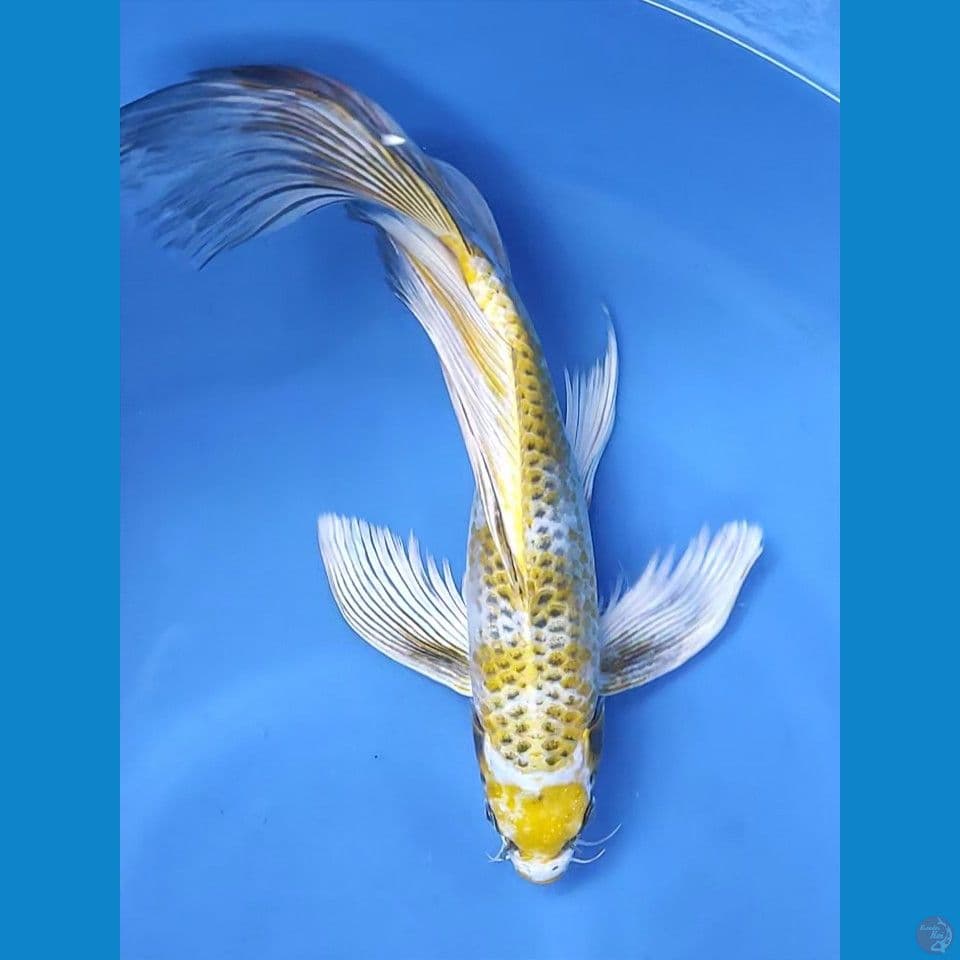 gondrong 35cm
