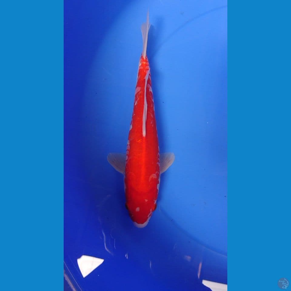 kohaku aragoke