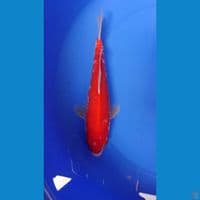kohaku aragoke