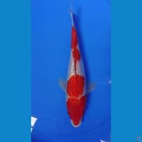 original kohaku gindrin