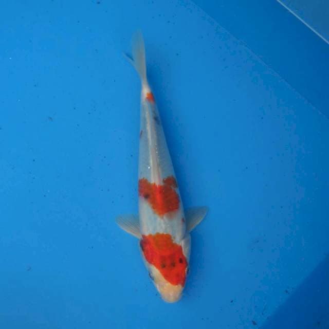 Sanke Goshiki F1