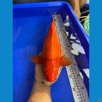 38cm