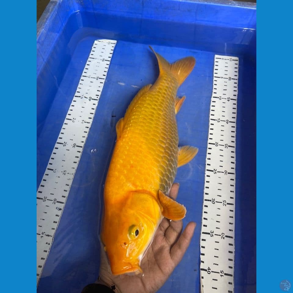 karashi punuk 43