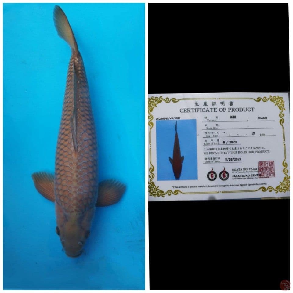 Ogata Jumbo Chagoi