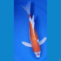 32cm Kikushui Kumpay