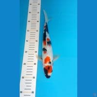 showa maruten 30cm 