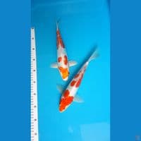 kohaku doit  30 31cm 