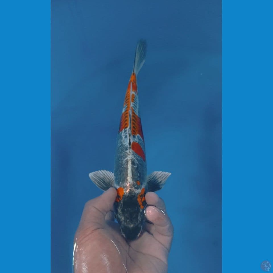 BENIKIKO 30CM