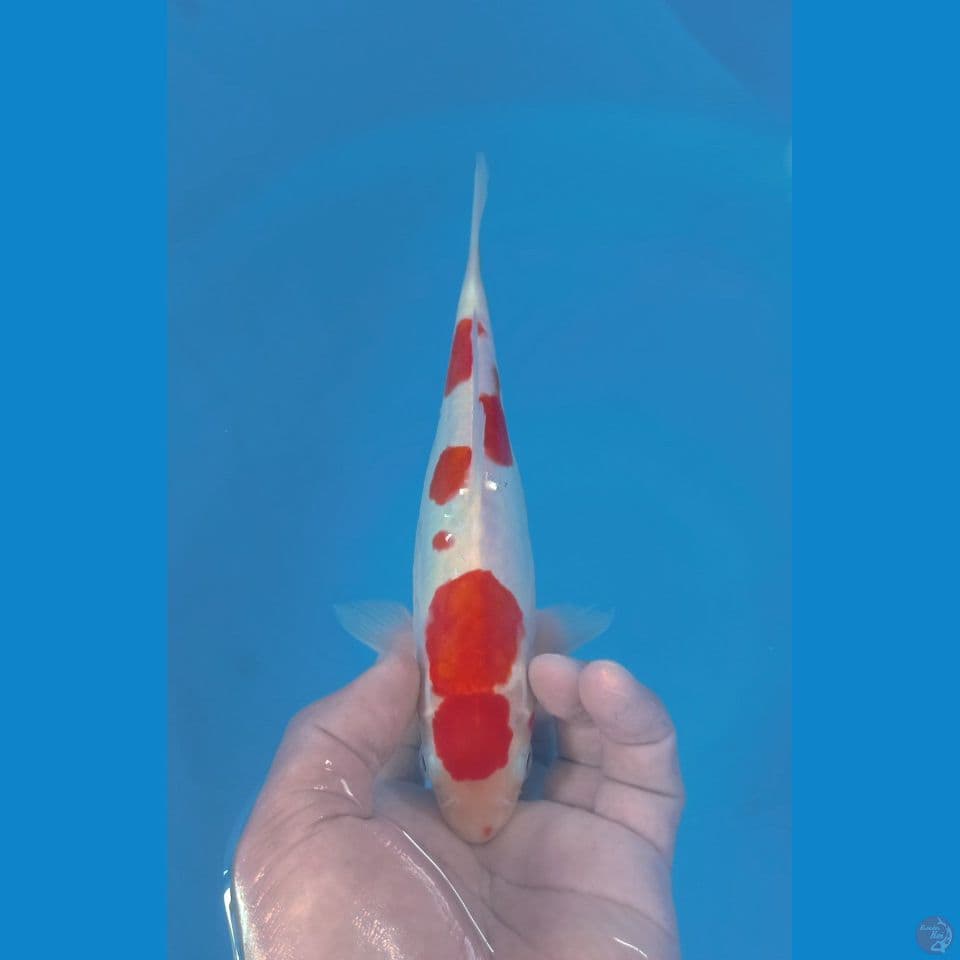 DOITSU 24CM
