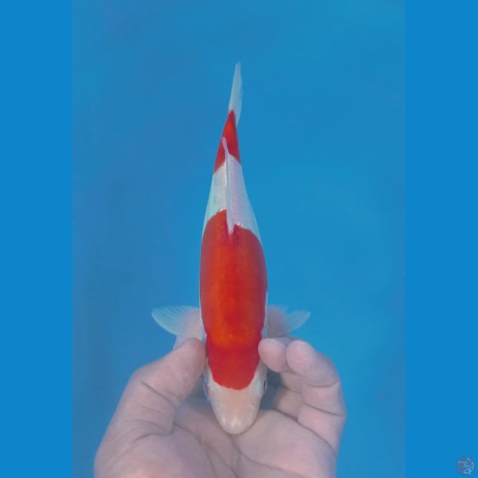 DOITSU 24CM