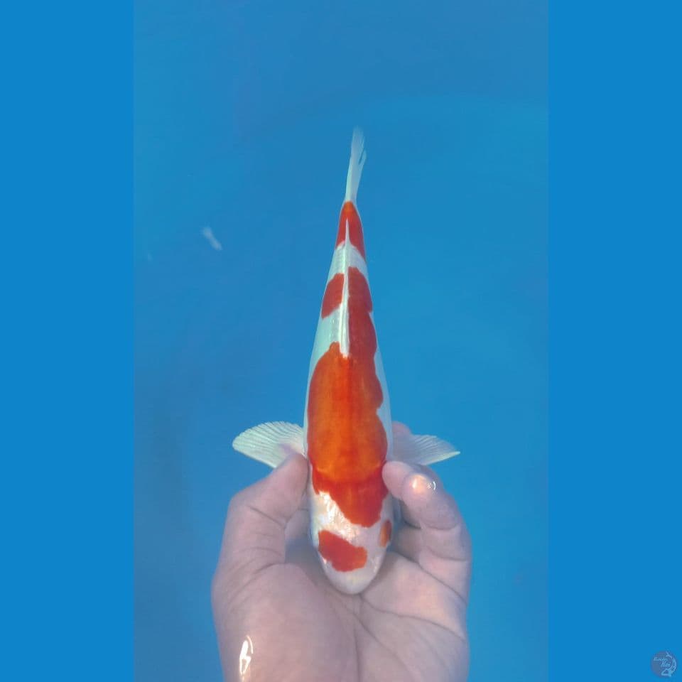 KIKUSHUI 27CM