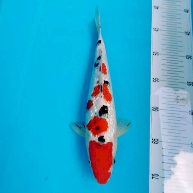 Sanke ginrin bagus original 28cm