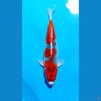Goshiki F 43cm 