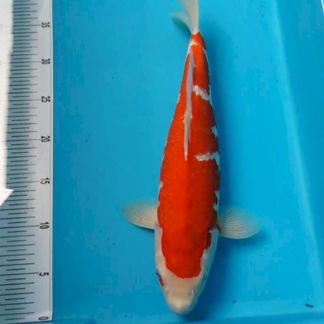 Punuk ginrin original 37cm